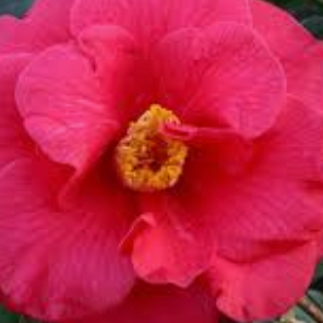 Camellia