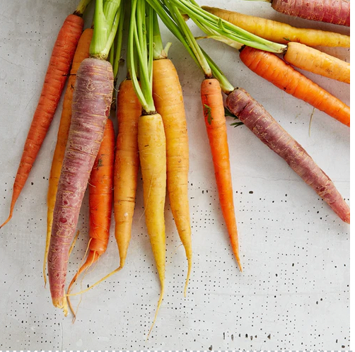 Carrot Seed Oil